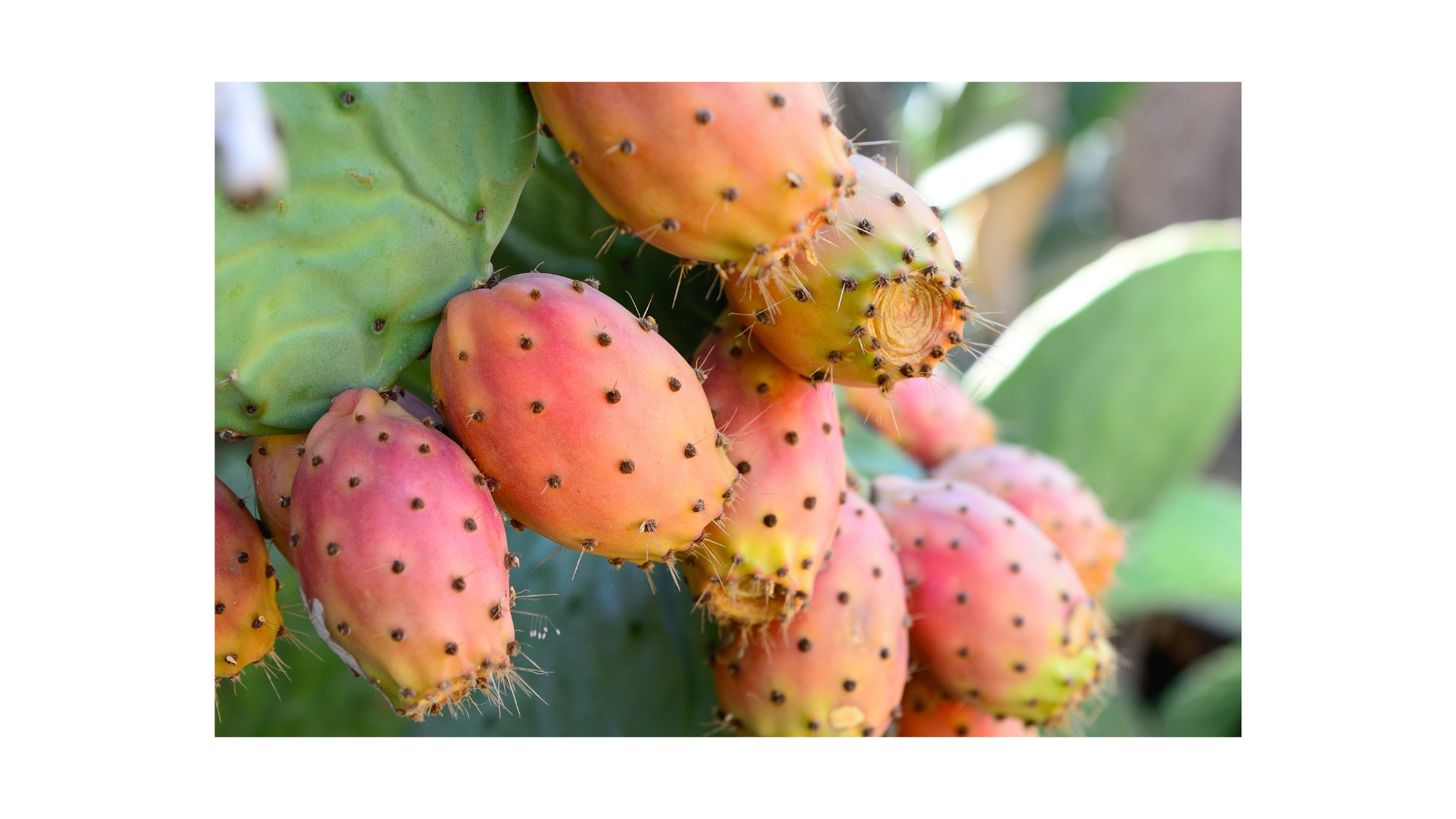 Benefits of Prickly Pear Seed Oil